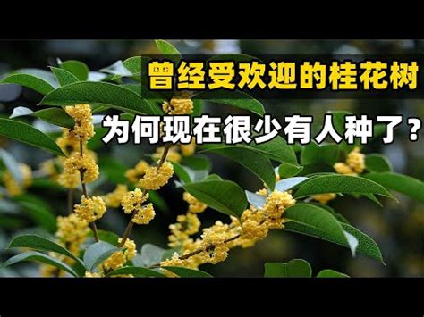 桂花風水禁忌